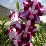 Dendrobium King Dragon  # 43